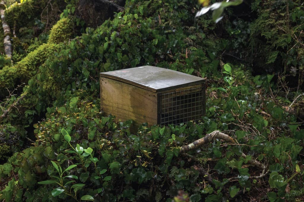 A wooden trap box set amongst dense native ferns and undergrowth.