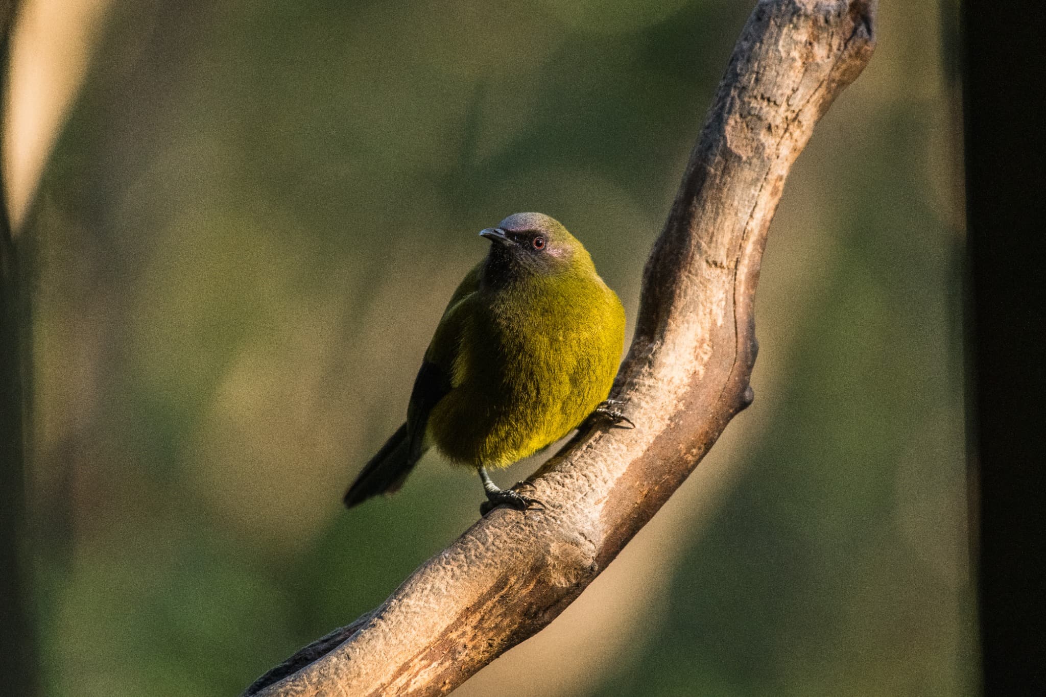Bellbird perched on a branch with green foliage behind it.